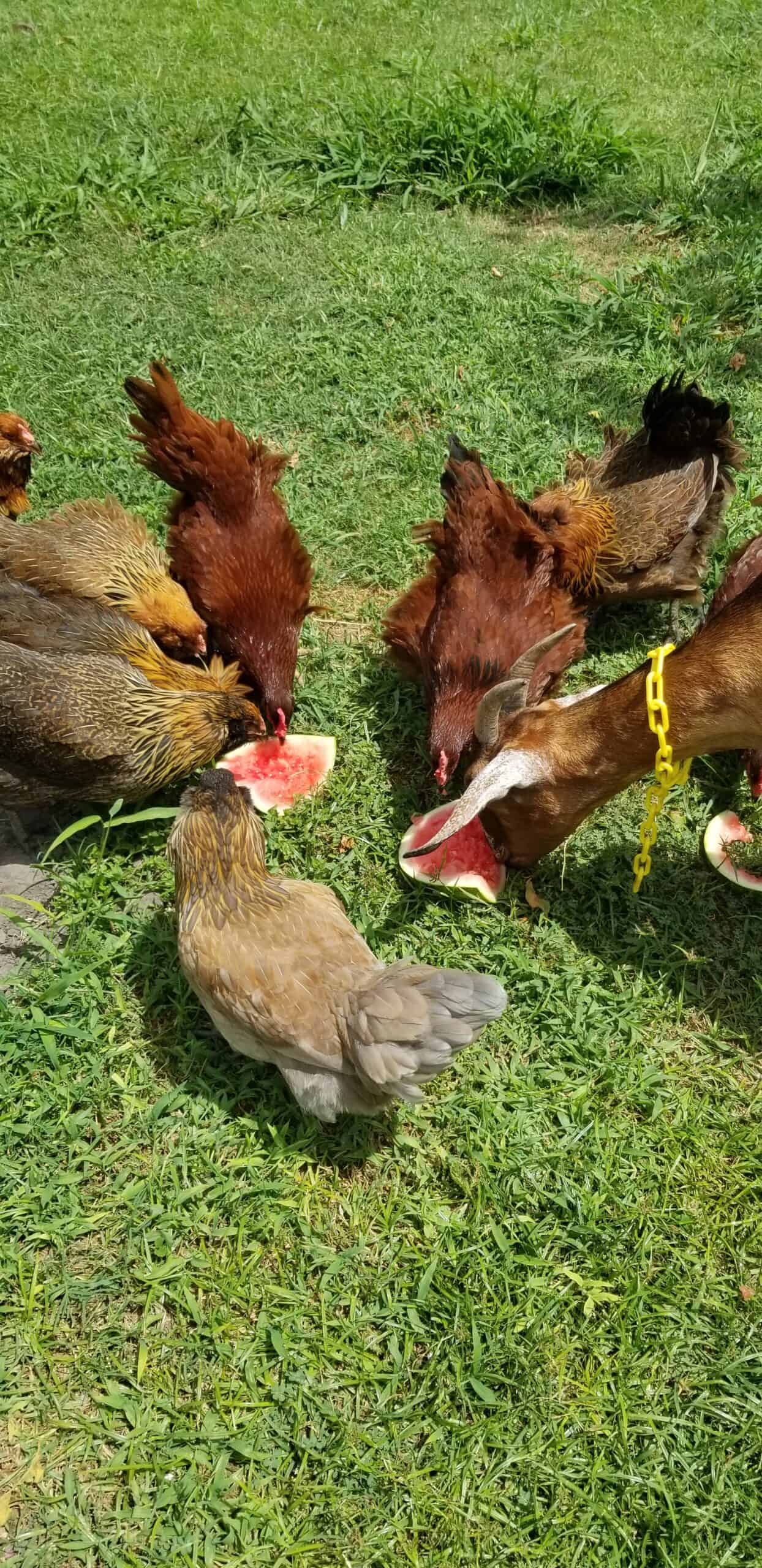 DIY Chicken Coop