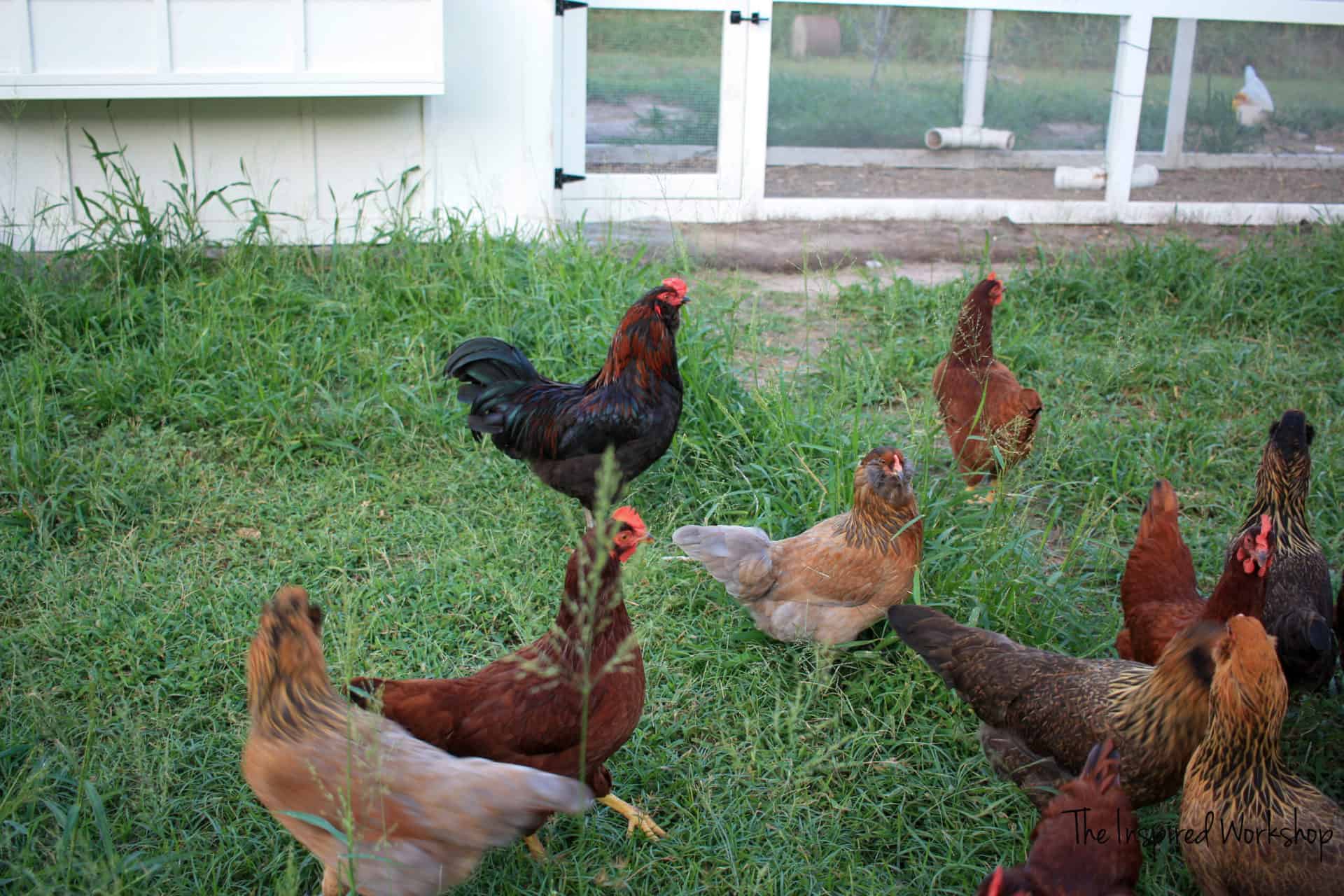 DIY Chicken Coop - Chickens Free Ranging outside the chicken coop