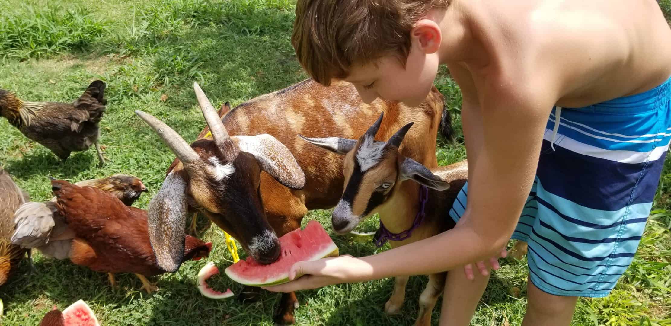 Goats eating watermelon