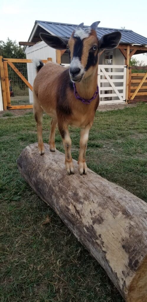 DIY Goat Shed - Daisy on the log