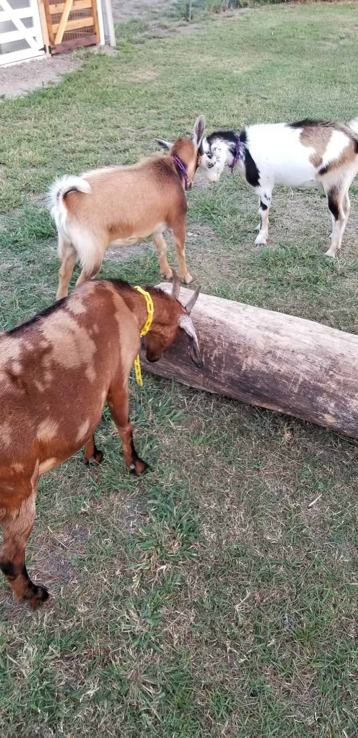 Goats playing by the goat shed