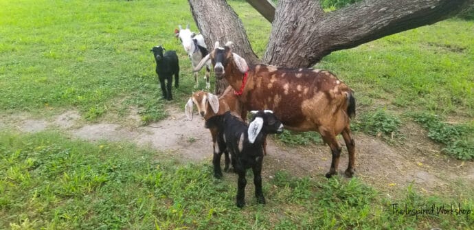 Goats around the tree
