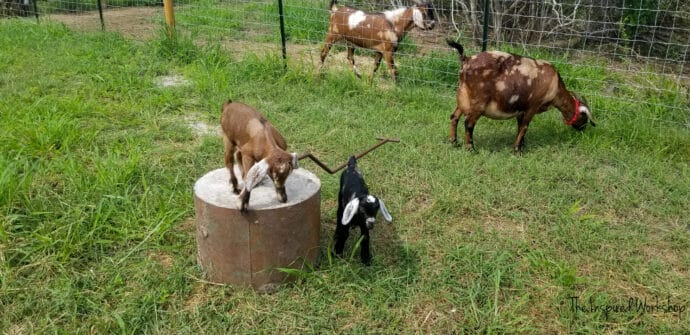 Baby goats playing in the yard