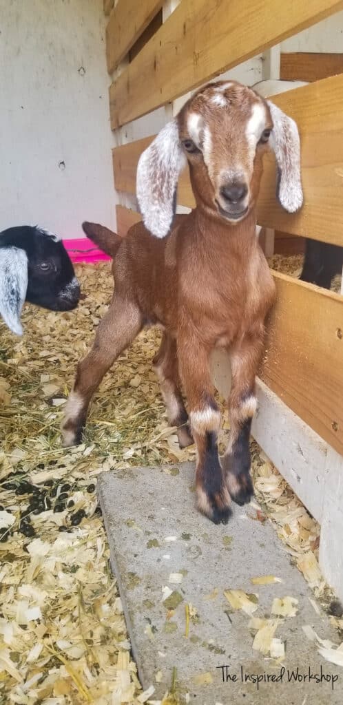 Baby Boy Goat - DIY goat house