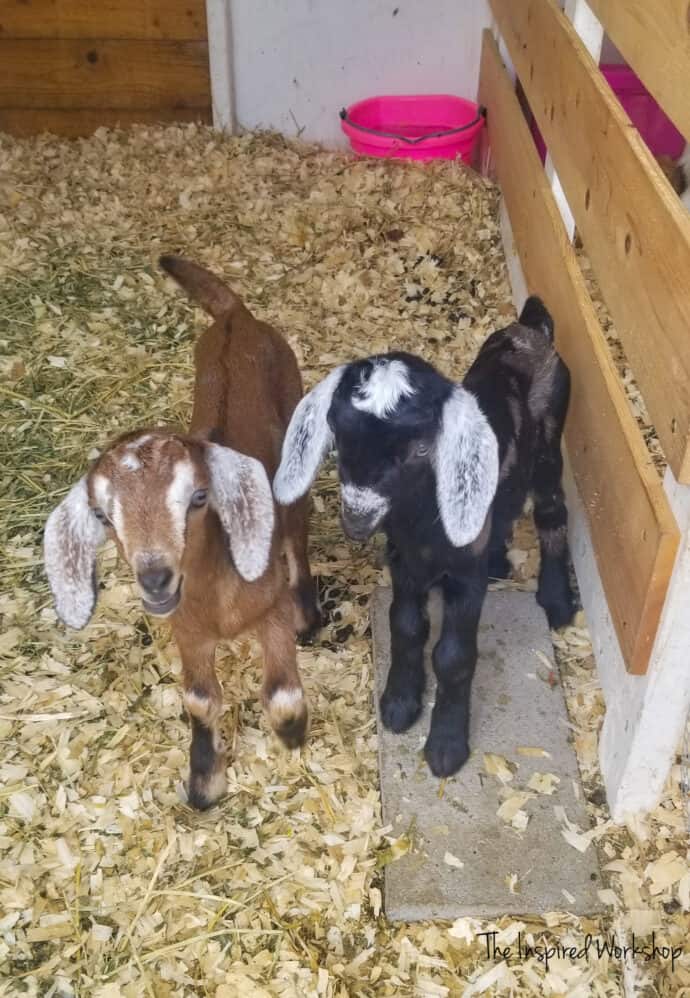 Brother and sister baby goats inside the DIY goat house