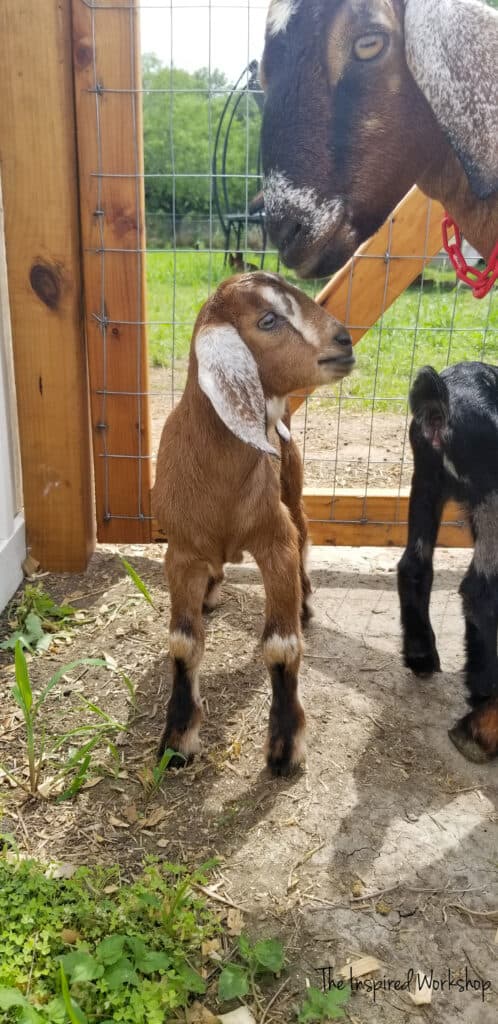 Baby boy goat outside the goat house