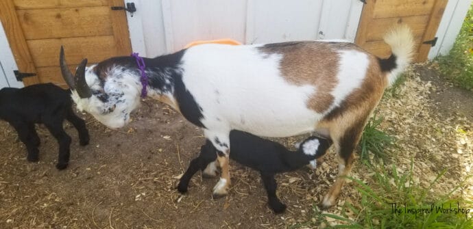 Momma goat nursing her baby goat