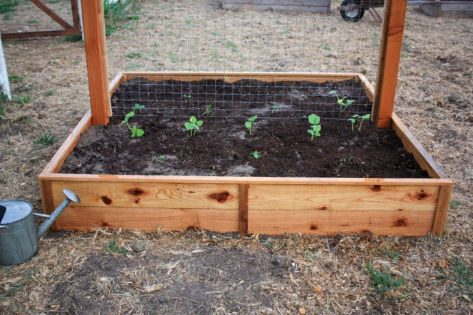 Close up of the trellis to show wire