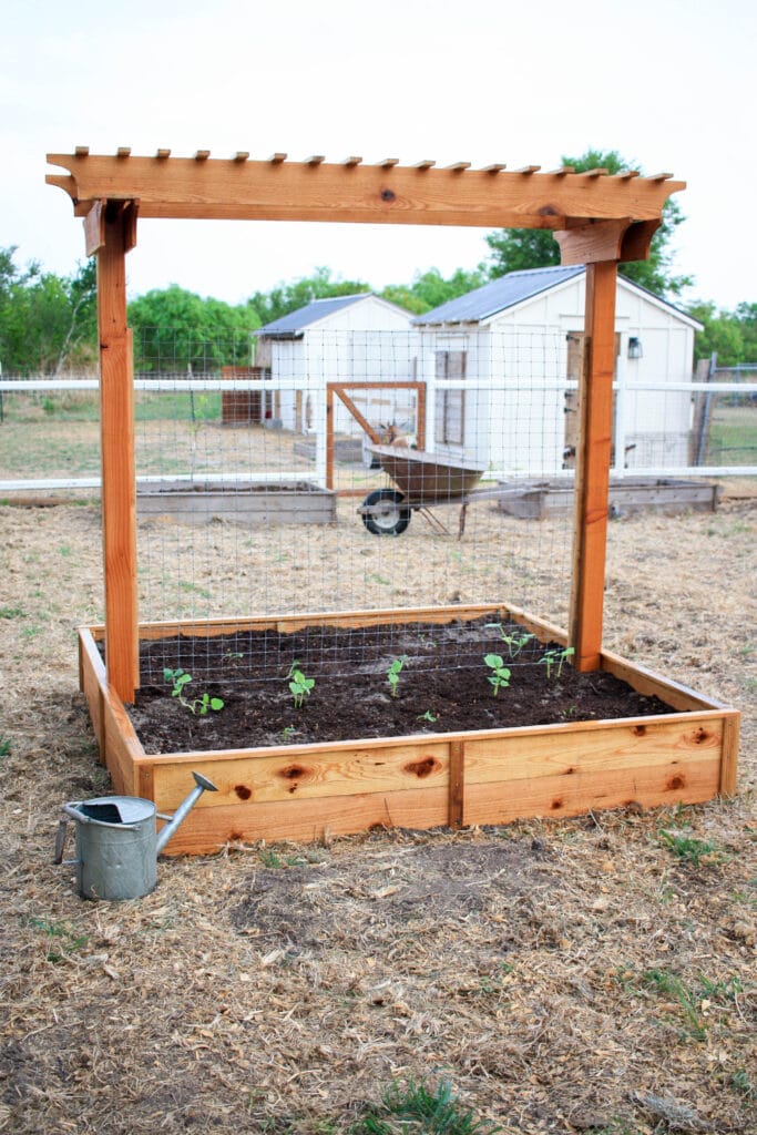 Gorgeous garden planter with trellis with old wheel barrow in the background and chicken coop